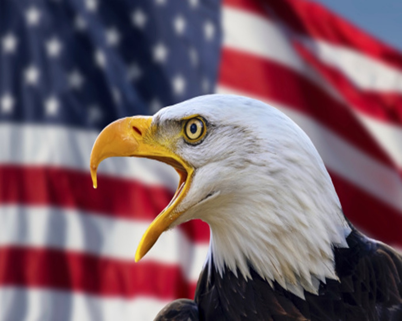 1970 год символ сша. Белоголовый Орлан США. Символ Америки белоголовый Орлан. Белоголовый Орлан на флаге США. Белоголовый Орел символ США.